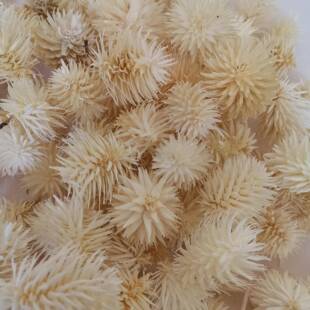 云南花干干Y花原料材DI材料csg00001雪松果