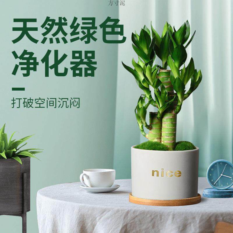 富贵植竹室净化内空气绿荷花竹办公室小盆栽转运物UXA耐四季常青