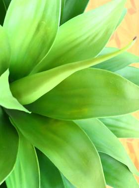 仿真植651521龙仿舌兰盆栽办公室家客厅装饰摆件真绿植物多肉盆景