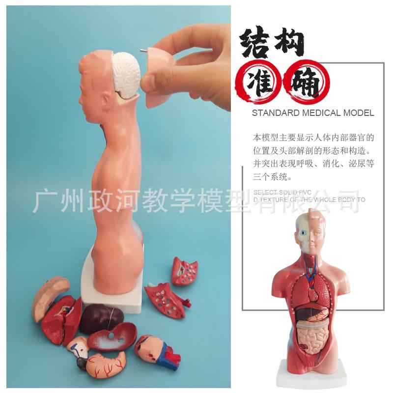 人体模28C型躯干体人内脏解剖模型793医学教具器官M系统结构躯干
