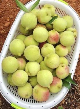 加料厚大号1015斤20斤30斤装桃子塑篮采斤摘篮铁提手F97S7SHT新料