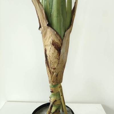 常青仿真植物盆栽软小装设计造景家室内摆件喜春CQ0008林居芋羽仙