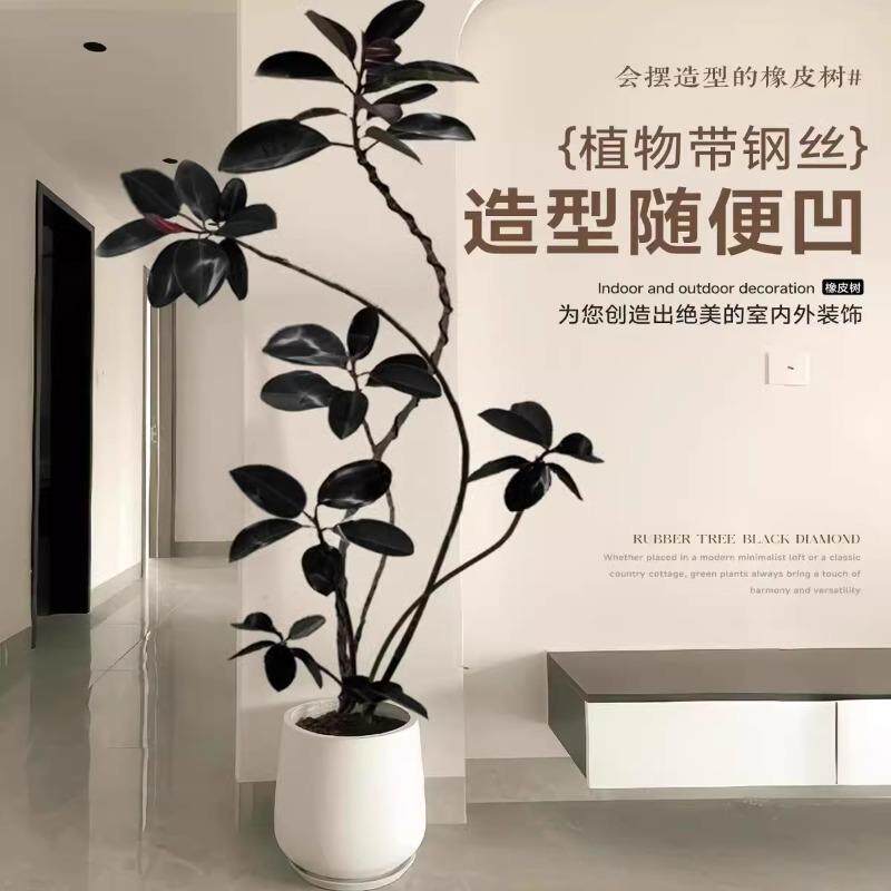 黑金刚绿橡皮树室内大型植厅造型办公室橡皮树阳台植物脚木鸭四季