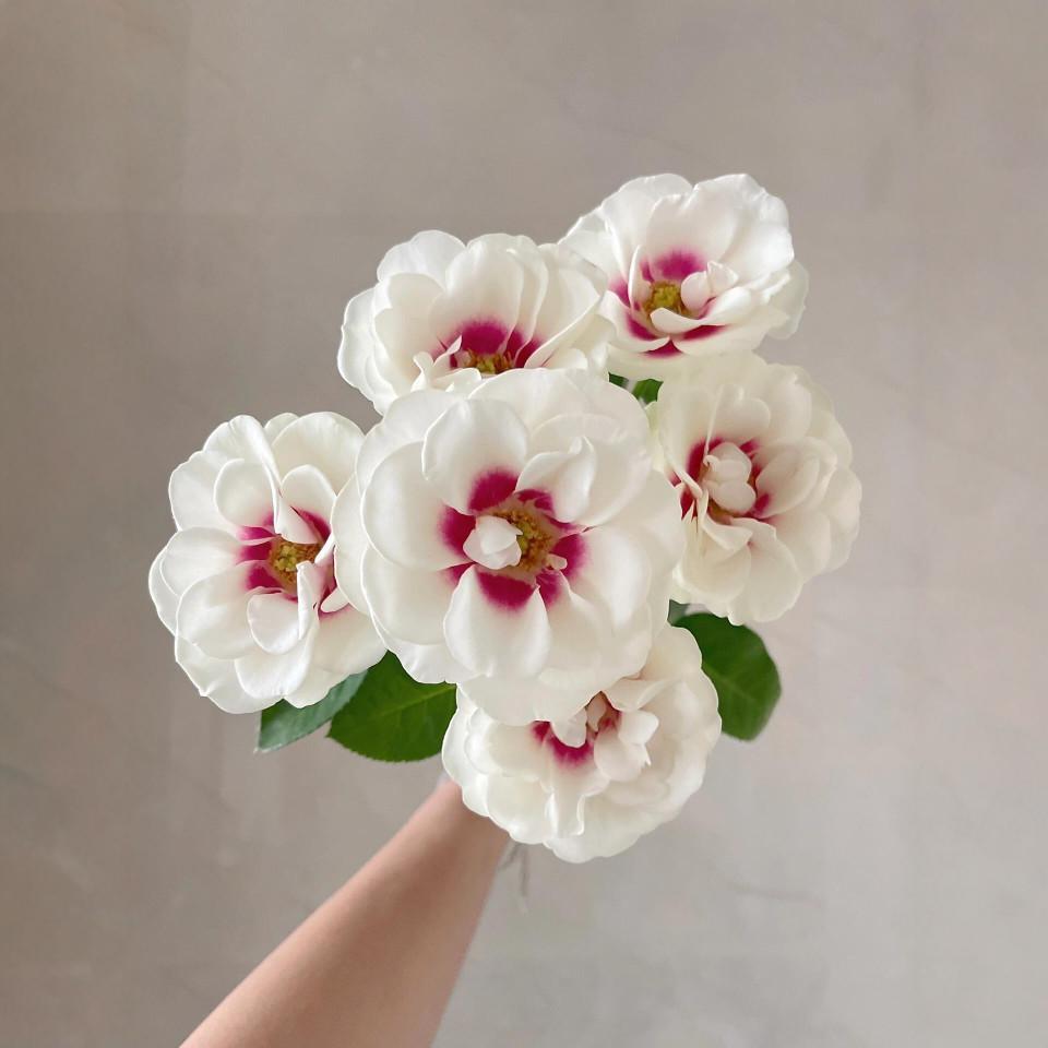 德芮尔桥边之约单头玫瑰云南新鲜玫瑰花鲜花