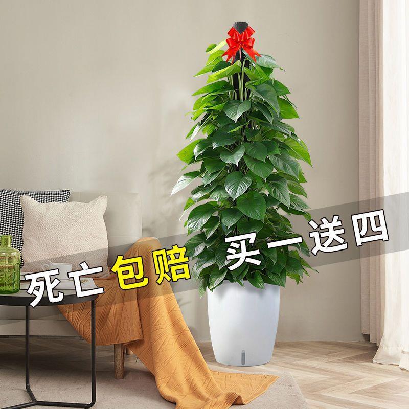 绿植客大盆绿箩室物内厅去甲醛植四季好养易活花卉绿萝柱栽972盆