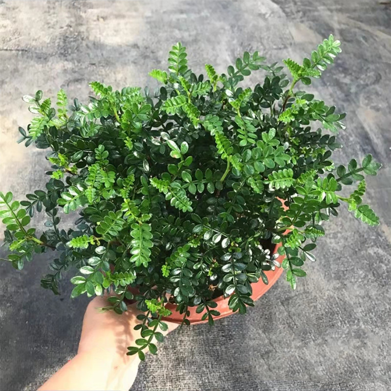 清香木 室内外常绿清香盆栽 胡椒木 多年生木本植物净化空气 包邮