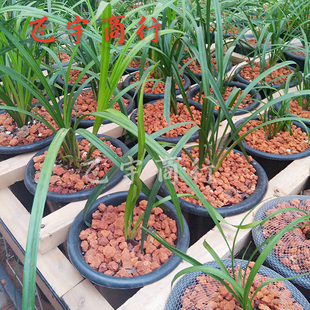 红土矿云南颗粒火烧红土兰花植料陆龟红土保湿垫材多肉花卉营养土