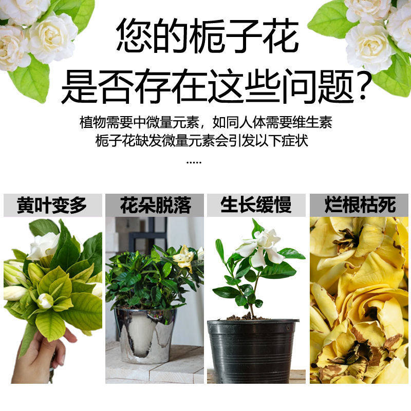 【专治掉苞】栀子花掉花苞叶子发黄枯烂根专用叶面肥栀子花营养液,鲜花速递/花卉仿真/绿植园艺,家庭园艺肥料,淘宝优惠券,粉丝福利购,淘宝优惠卷