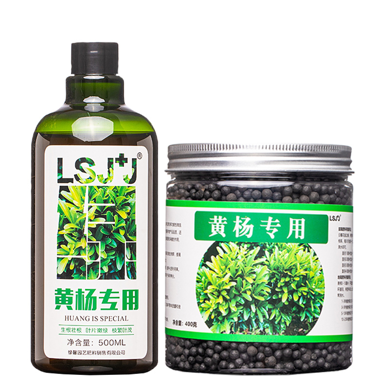 黄杨专用肥料营养液雀舌黄杨瓜子黄杨树苗盆景专用肥料黄杨木肥料
