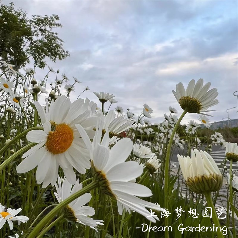 大滨菊盆栽 雏菊 花境植物 花园庭院阳台多年生植物耐热耐寒花卉
