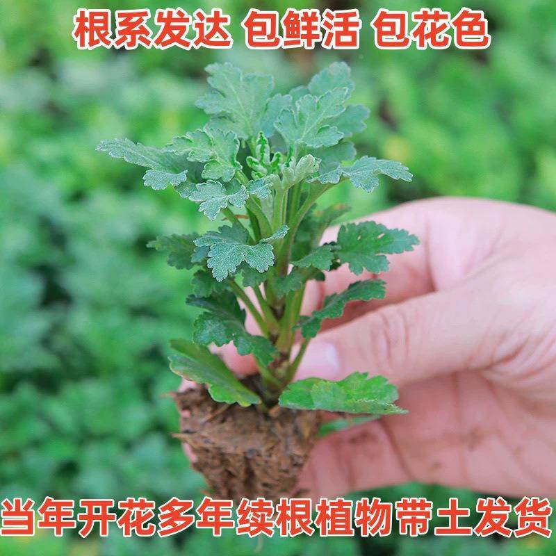 花栽QTqJ0xcY盆带原土发货九月菊开花台卉耐寒阳开菊花神器大花朵
