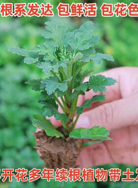 花栽QTqJ0xcY盆带原土发货九月菊开花台卉耐寒阳开菊花神器大花朵