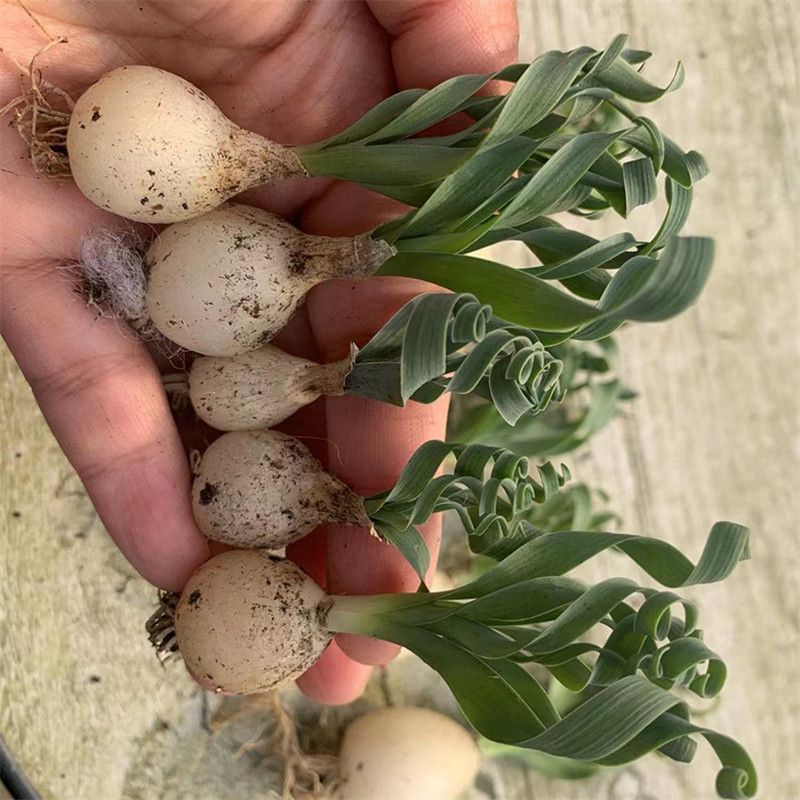 多肉植物宽叶弹簧草小叶居家与办公盆栽多肉植物块根球根稀有品种