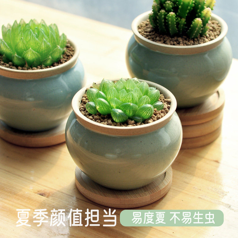 精品多肉花卉盆栽十二卷玉露多肉植物室内盆栽办公室绿植桌面好养,鲜花速递/花卉仿真/绿植园艺,多肉植物,淘宝优惠券,粉丝福利购,淘宝优惠卷