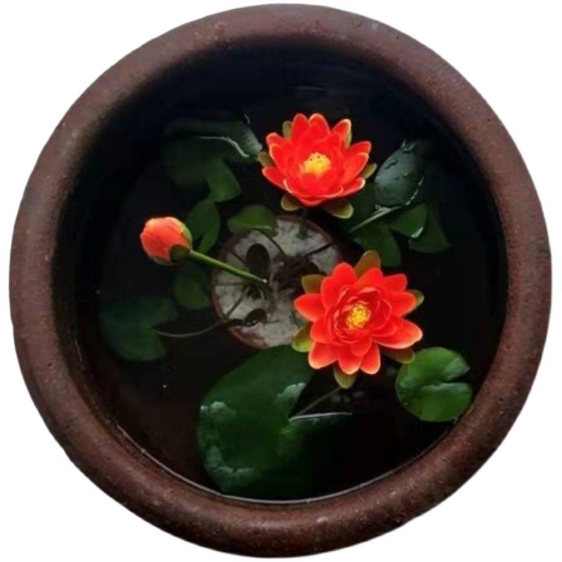 5颗迷你小睡莲四季水培植物带芽碗莲阳台水生荷花苗莲花盆栽