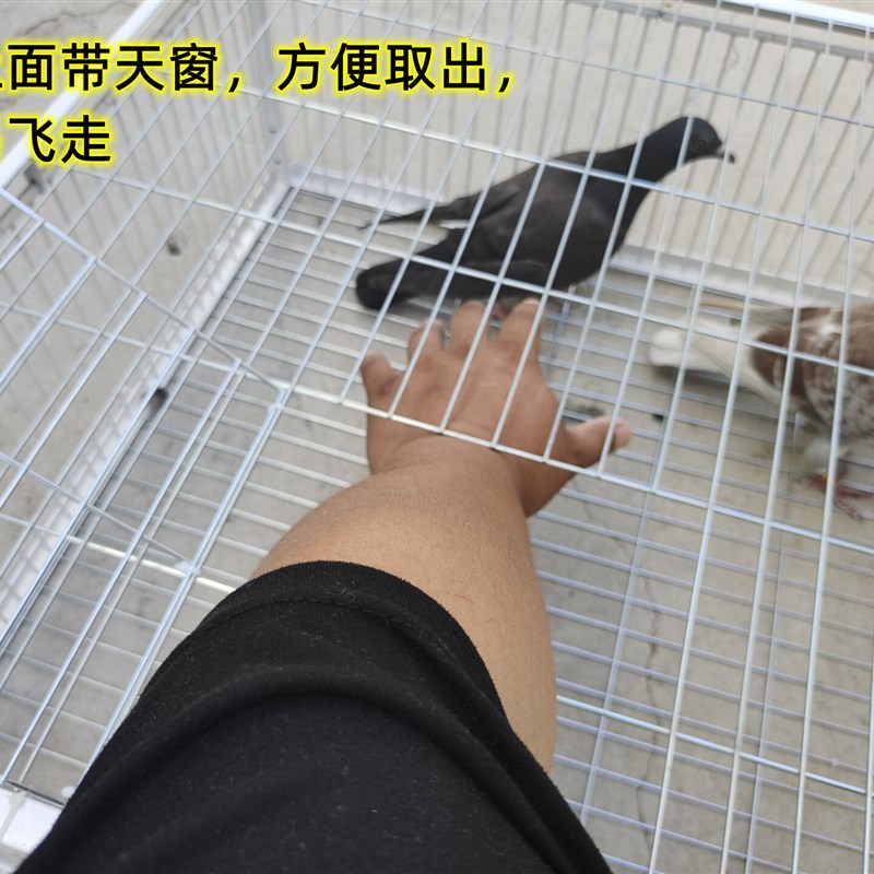 鸽子撞门鸽子活络门笼撞门鸽笼铁笼只进不出跳笼天落笼撞门自动门