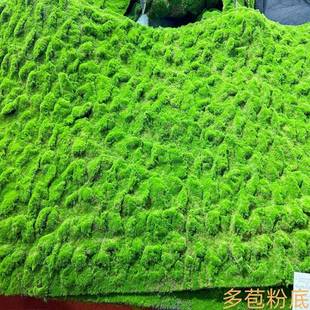 仿真植物绿植墙苔藓青苔地毯草坪景观园林铺设门头水族长廊橱窗用