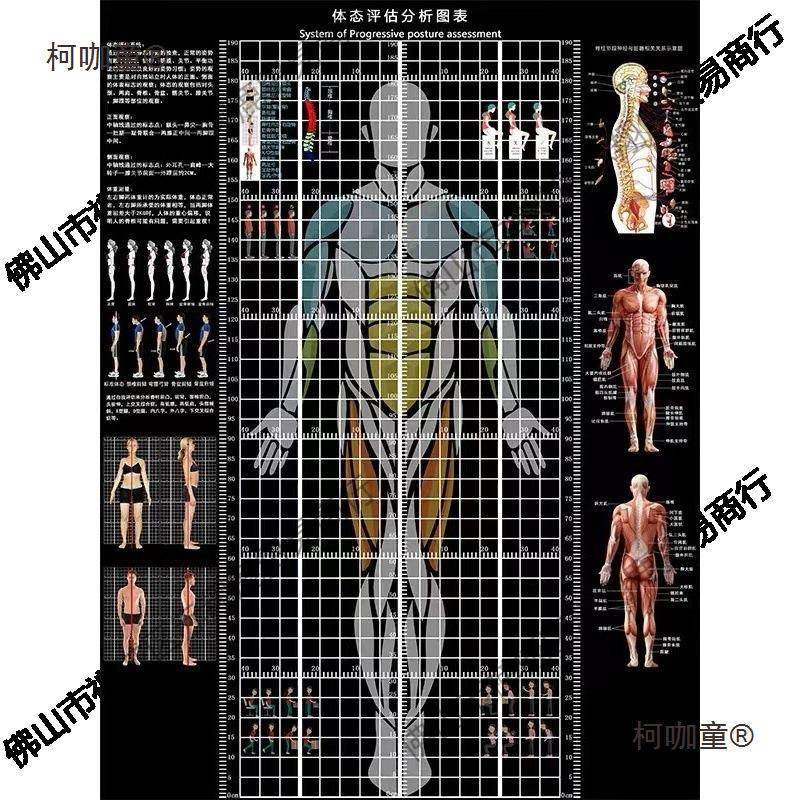体态评估表墙贴纸瑜伽馆体姿体态系统表格健身房体测网格纸麦太保