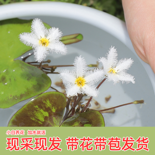 迷你一叶莲带花苞微小型睡莲水培植物根苗小叶水草浮萍龙骨瓣荇菜
