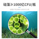 矽藻藻种水产养殖专用鱼虾蟹塘低温培藻肥水绿水小球藻肥水膏增氧