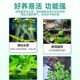 浮萍水草植物鱼缸造景水培植物和鱼共养冒泡一叶莲水芙蓉水葫芦