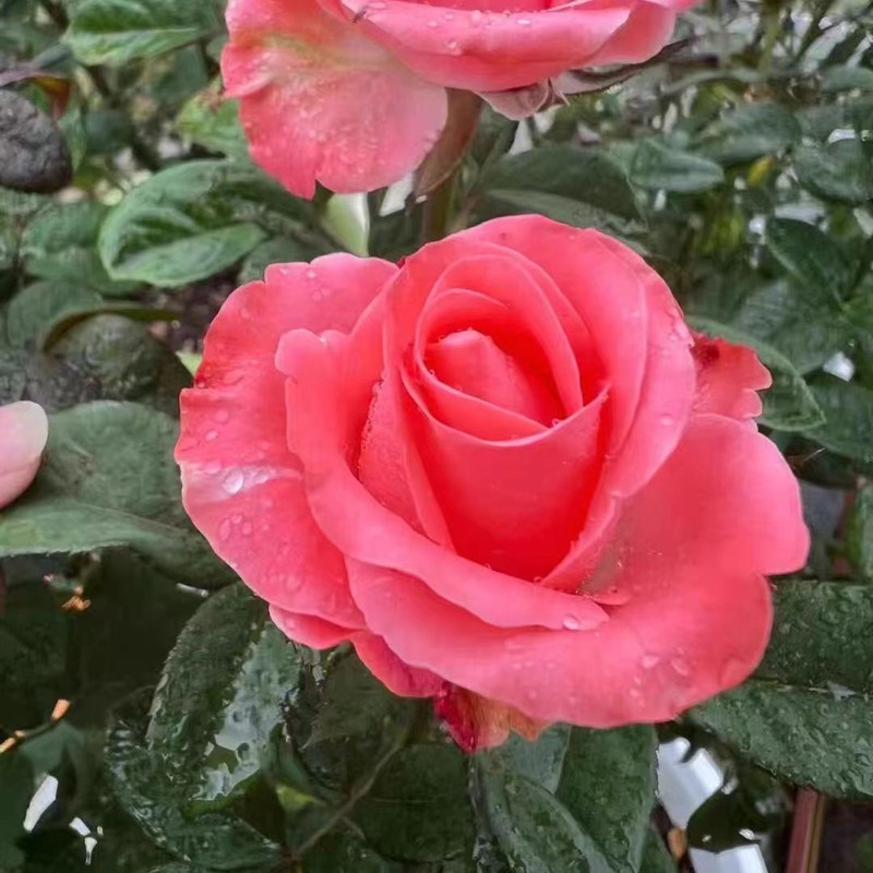 超新品歌迪娜月季苗切花大花直立好庭院阳台盆栽四季开花