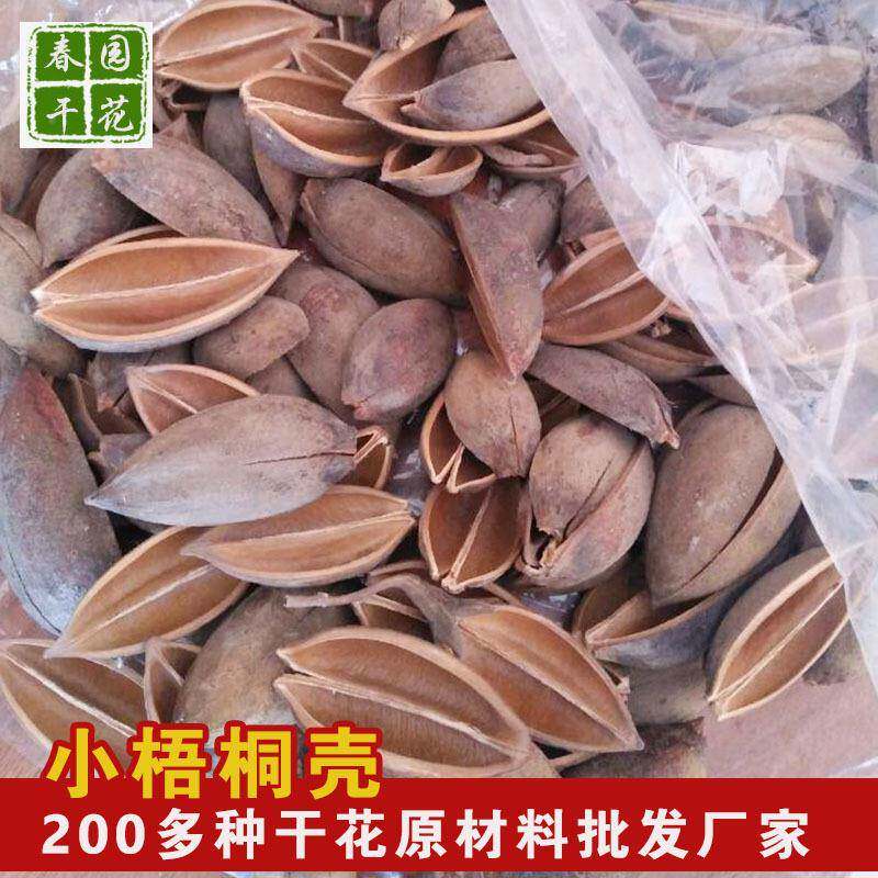 小梧桐壳然材自花材木莲花原材料梧桐果泡桐果花拈WTK-001料梧桐