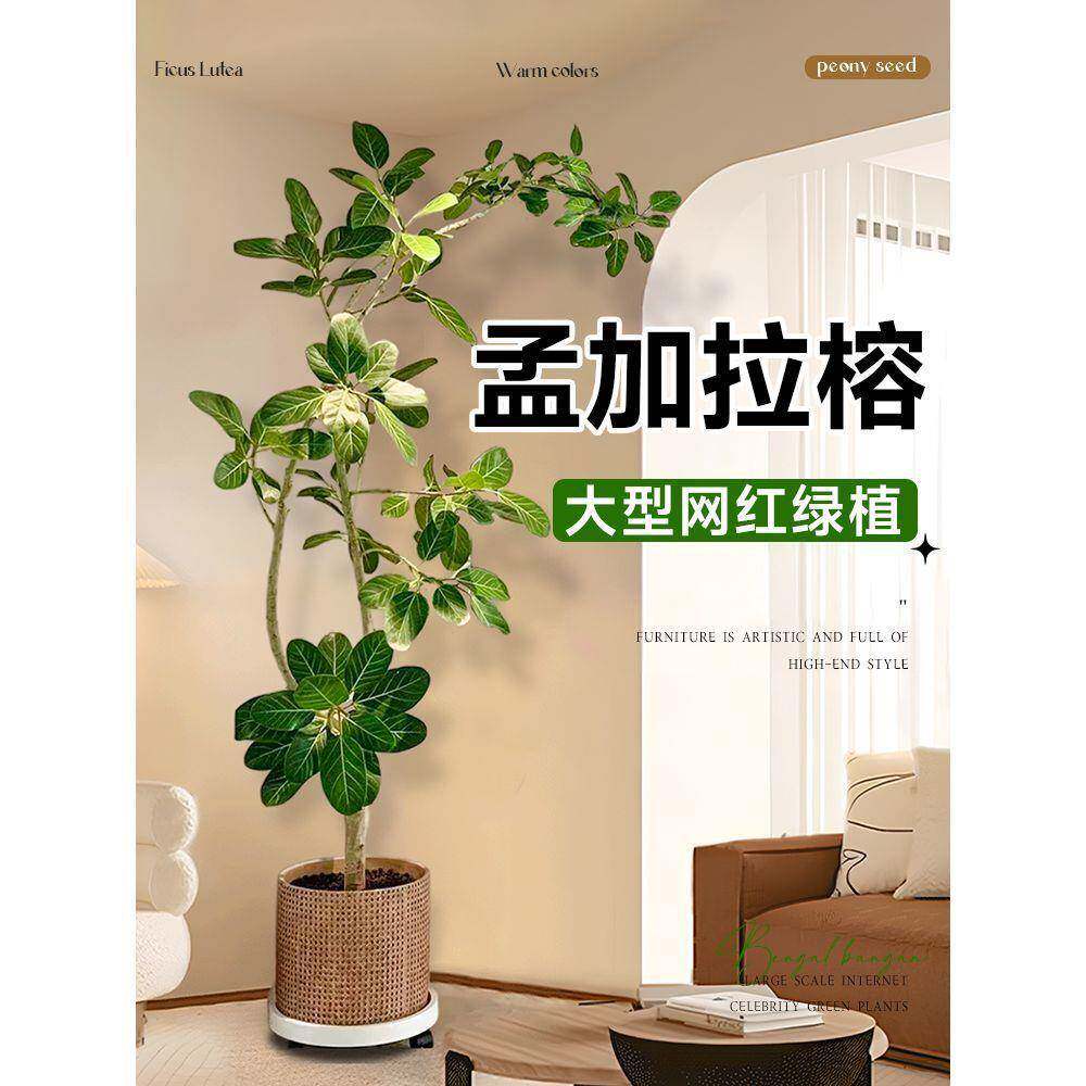 孟加拉榕树祿植盆栽机室高内大厅型绿植端DFQ1111真树客电视旁落
