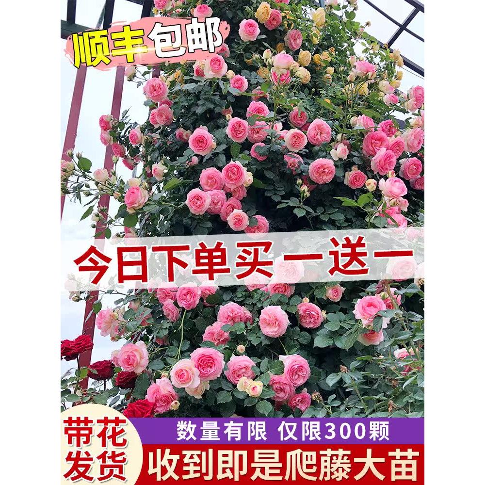 1米8母系特大苗蔷薇花苗藤本月季爬藤植物花卉盆栽玫瑰树苗四季开