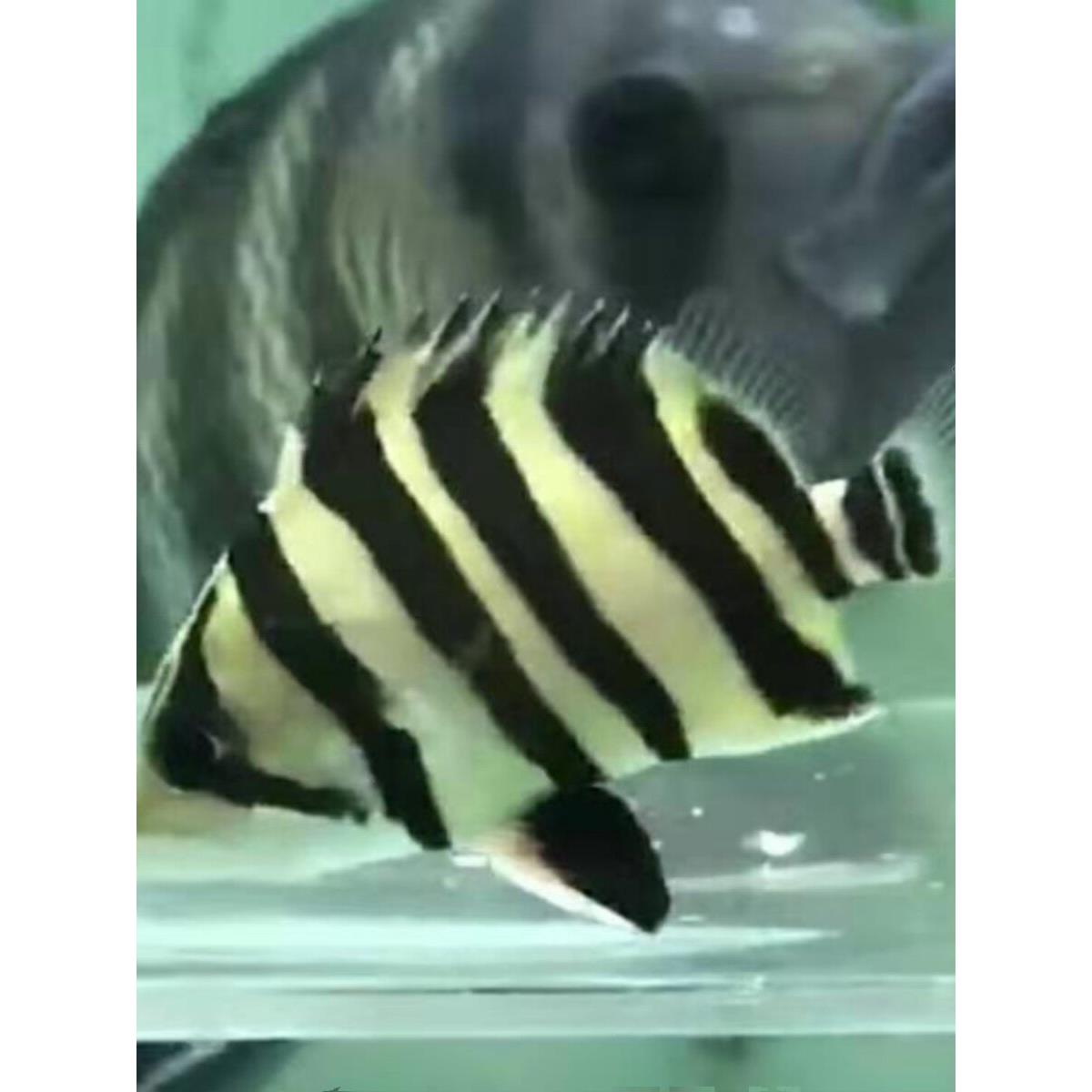 泰国三纹虎鱼印尼四纹虎鱼苗特惠鱼观赏鱼热带活体苏虎龙鱼配鱼