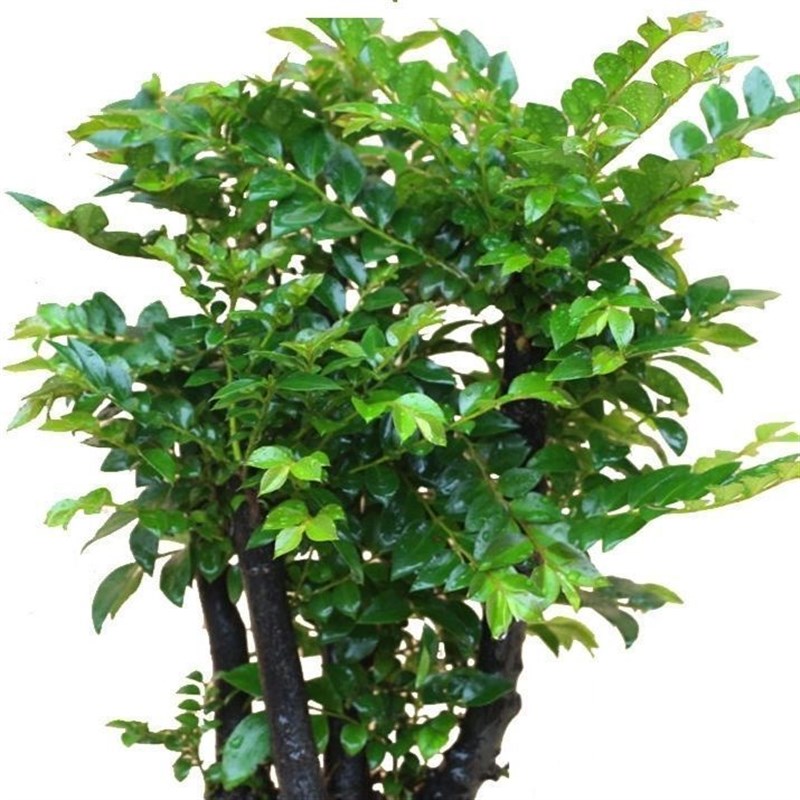 小叶紫檀树苗紫檀盆景四季常青植物观叶花卉盆栽四季好养盆景