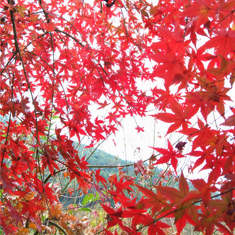 红枫树苗 出猩猩枫树盆景盆栽庭院树日式阳台花园植物纪念树四季