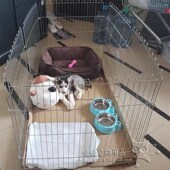 宠物狗电镀围栏狗笼 8片鸡鸭鹅兔通用 栅栏高档电镀宠物围栏6片