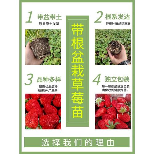 四季草莓苗盆栽食用超甜带土带盆阳台南北方露天种植超大苗果树苗