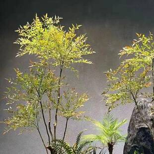 仿植内物南天竹落地盆栽室盆栽客假树VLL落真地绿植厅假植物装饰