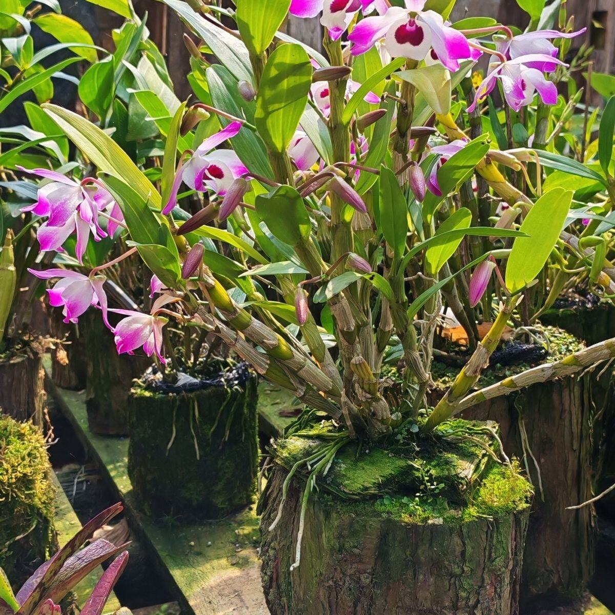专业养护露天金钗石斛绿植紫色马蹄莲粉色荷花新鲜带桩发货爆款