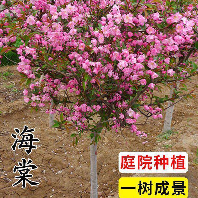 海棠海树府垂丝苗北美棠苗地栽盆栽花卉风景树庭院植西5566物大型