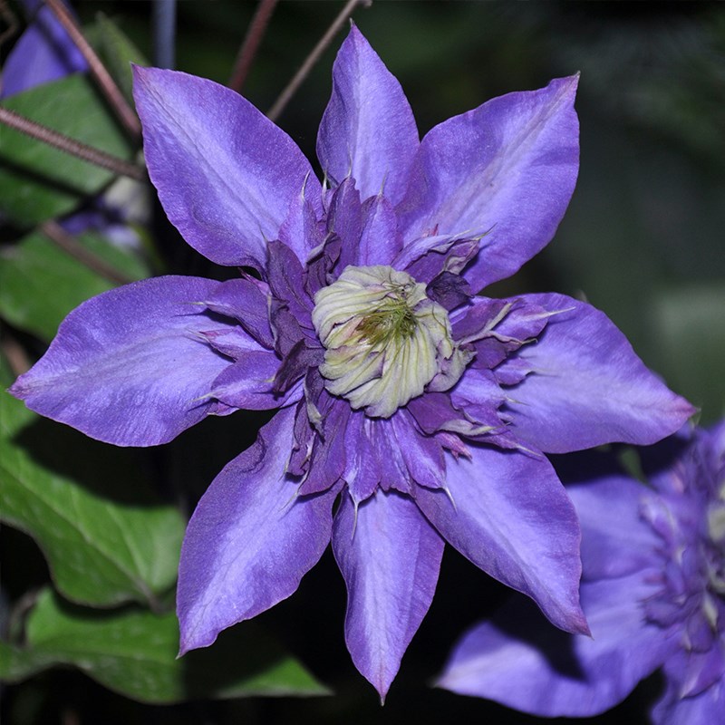 多蓝铁线莲花苗盆栽爬藤本皇后大花重瓣丰花多季开攀援花卉绿植物