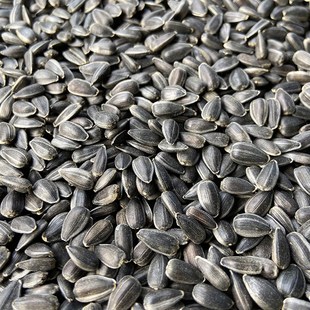 黑珍珠小瓜子 油葵籽 小黑瓜子 鹦鹉鸟食仓鼠零食鸟粮 包邮5斤