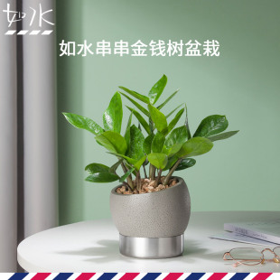 如水盆栽容易养金钱树办公室室内办公桌面水培植物小绿植盆景花卉