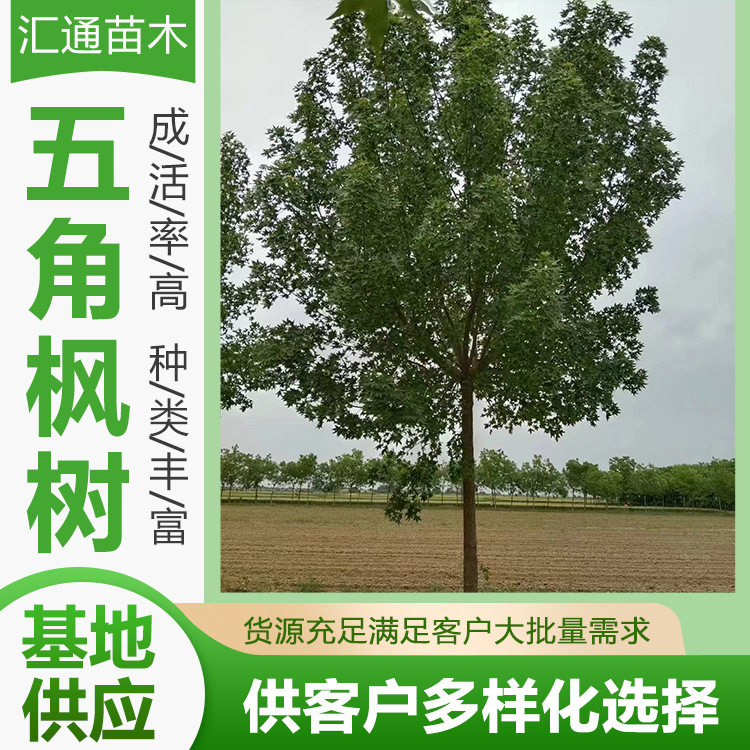 五角枫工程绿化苗木风景树丛生五角枫绿色系园林绿化工程乔木现货