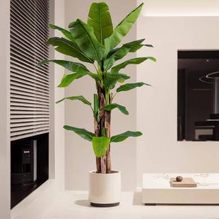 大型芭蕉仿真子绿假植物装饰室内大叶绿植植树25214154客厅造景盆