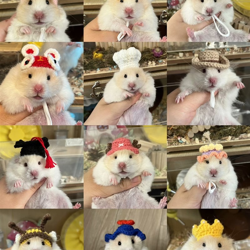 手工钩织仓鼠金丝熊小宠帽子拍照卖萌神器