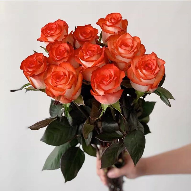 肯尼亚玫瑰 新品切花胭脂扣花苗 白底橙红色月季直立阳台盆栽绿植,鲜花速递/花卉仿真/绿植园艺,月季/蔷薇/玫瑰,淘宝优惠券,粉丝福利购,淘宝优惠卷