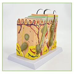 59230倍放大皮肤肤模型肤人体皮肤结构模皮层次构造皮放大解型剖