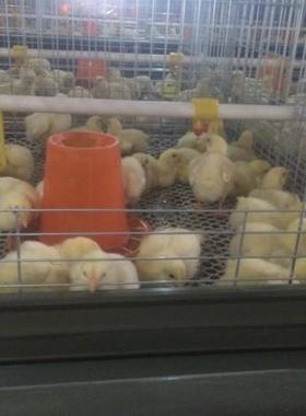 立式四跑层门育雏加密养殖笼防夹防小鸡笼畜殖牧农YCR2用养雏鸡笼