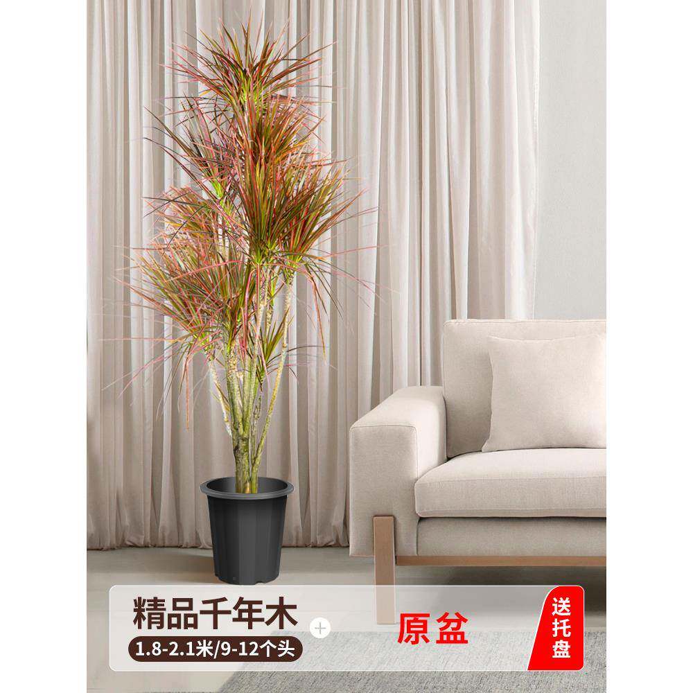 年木客厅绿植室室千内大型铁七彩XEJ马尾铁办公植物落地式大盆栽