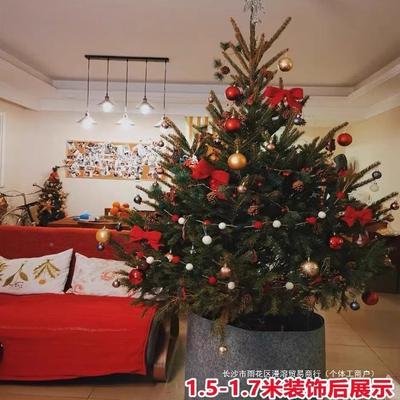 真圣诞树盆栽真的树活威的挪云的诺贝松真树松杉树圣BMP诞节绿植