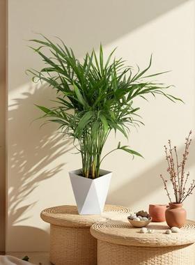 盆植栽富贵椰绿子室内客厅办公好养植物散四tb-92047季常青除甲醛