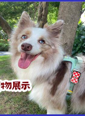 4G光GPS定位器语音唤宠声寻P宠GS精耗准定S315位IP67防水超低功宠